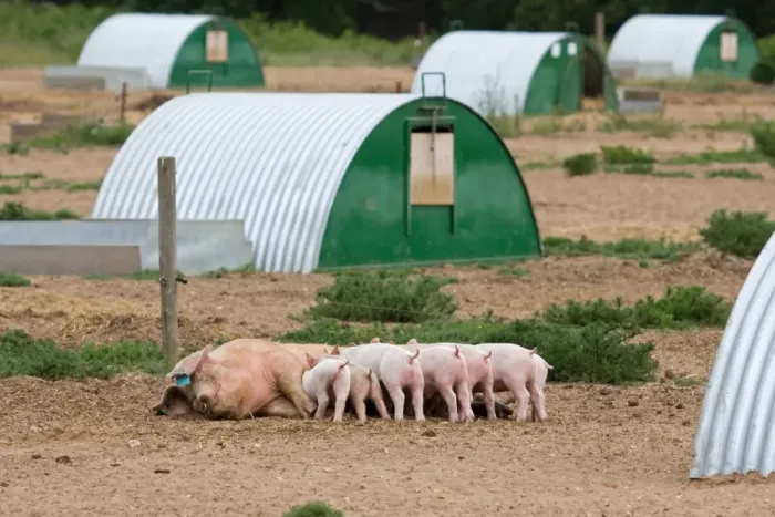 Framed Print : Domestic Pig, Large White x Landrace x Duroc, freerange sow with piglets, suckling, with arcs on outdoor unit, England, june Framed Print : Domestic Pig, Large White x Landrace x Duroc, freerange sow with piglets, suckling, with arcs on outdoor unit, England, june