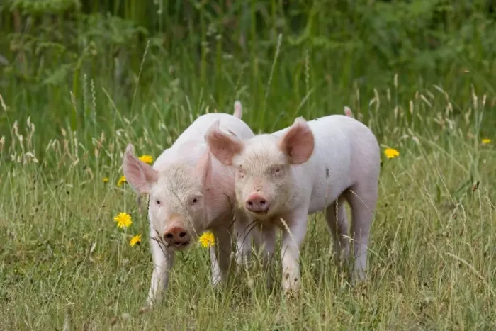 Framed Print : Domestic Pig, Large White x Landrace x Duroc, freerange piglets, standing, on outdoor unit, England, june Framed Print : Domestic Pig, Large White x Landrace x Duroc, freerange piglets, standing, on outdoor unit, England, june