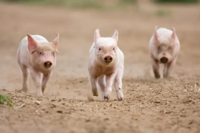 Framed Print : Domestic Pig, Large White x Landrace x Duroc, three freerange piglets, running, on outdoor unit, England, june Framed Print : Domestic Pig, Large White x Landrace x Duroc, three freerange piglets, running, on outdoor unit, England, june