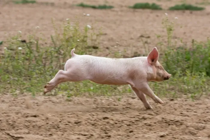 Framed Print : Domestic Pig, Large White x Landrace x Duroc, freerange piglet, running, on outdoor unit, England, june Framed Print : Domestic Pig, Large White x Landrace x Duroc, freerange piglet, running, on outdoor unit, England, june