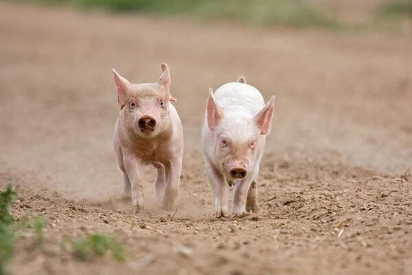 Domestic Pig, Large White x Landrace x Duroc, two frerange piglets, running, on outdoor unit, England, june