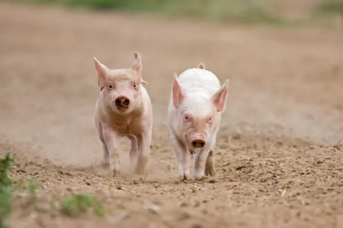 Framed Print : Domestic Pig, Large White x Landrace x Duroc, two frerange piglets, running, on outdoor unit, England, june Framed Print : Domestic Pig, Large White x Landrace x Duroc, two frerange piglets, running, on outdoor unit, England, june