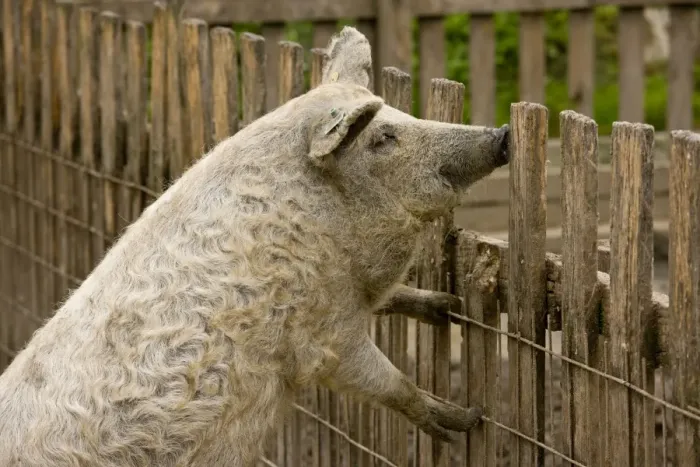 Framed Print : Domestic Pig, Mangalitza, adult, standing on fence, Hortobagy N. P. Great Plain, Eastern Hungary, october Framed Print : Domestic Pig, Mangalitza, adult, standing on fence, Hortobagy N. P. Great Plain, Eastern Hungary, october