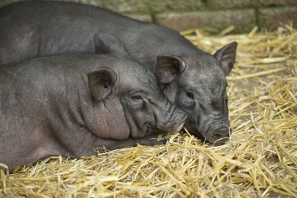 Domestic Pig, Micro Pig, two piglets, resting in straw pen at livestock market, Carlisle Livestock Market, Cumbria