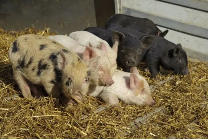 Framed Print : Domestic Pig, Micro Pig piglets, on straw bedding, Cumbria, England, november Framed Print : Domestic Pig, Micro Pig piglets, on straw bedding, Cumbria, England, november