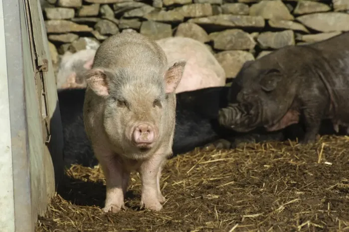 Framed Print : Domestic Pig, Micro Pig (Vietnamese Pot-bellied x Gloucester Old Spot) sows, beside drystone wall, Cumbria, England, november Framed Print : Domestic Pig, Micro Pig (Vietnamese Pot-bellied x Gloucester Old Spot) sows, beside drystone wall, Cumbria, England, november