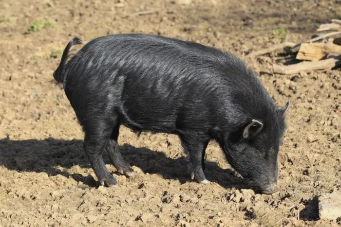 Framed Print : Domestic Pig, Miniature Pig, boar, foraging on mud, Odenwald, Germany Framed Print : Domestic Pig, Miniature Pig, boar, foraging on mud, Odenwald, Germany