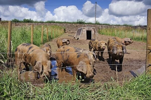 Domestic Pig, Oxford Sandy and Black, weaners in paddock with ark and electric fence, Cumbria, England, July