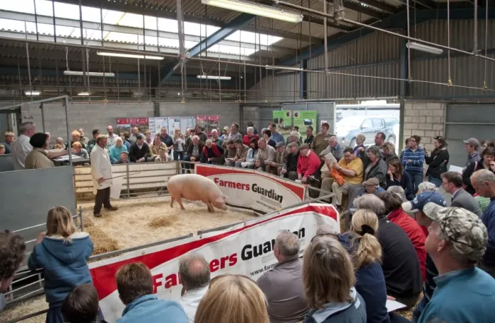 Framed Print : Domestic Pig, pedigree sow, being sold in auction ring, Chelford Agricultural Centre, Cheshire, England, april Framed Print : Domestic Pig, pedigree sow, being sold in auction ring, Chelford Agricultural Centre, Cheshire, England, april