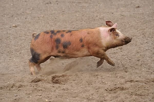 Domestic Pig, Pietrain crossbreed, adult, running in field on commercial freerange unit, Suffolk, England, April