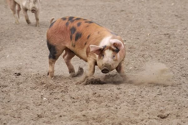 Domestic Pig, Pietrain crossbreed, adult, changing direction whilst running in field on commercial freerange unit