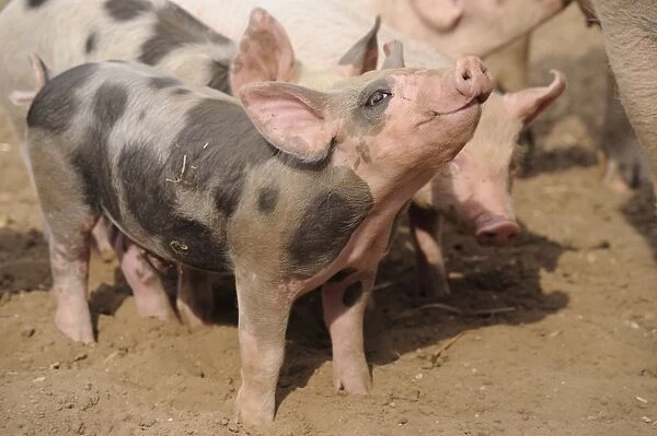 Domestic Pig, Pietrain crossbreed, piglets, standing in field on commercial freerange unit, Suffolk, England, April