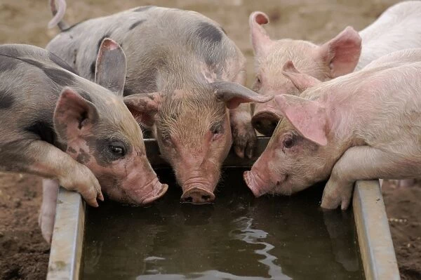 Domestic Pig, Pietrain crossbreed, four piglets, drinking from water trough in field on commercial freerange unit