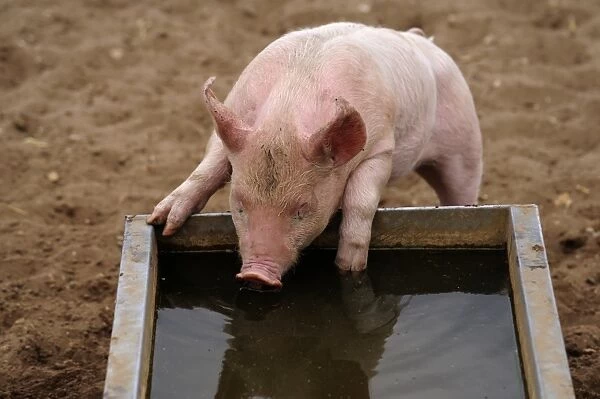 Domestic Pig, piglet, drinking from water trough in field on commercial freerange unit, Suffolk, England, April