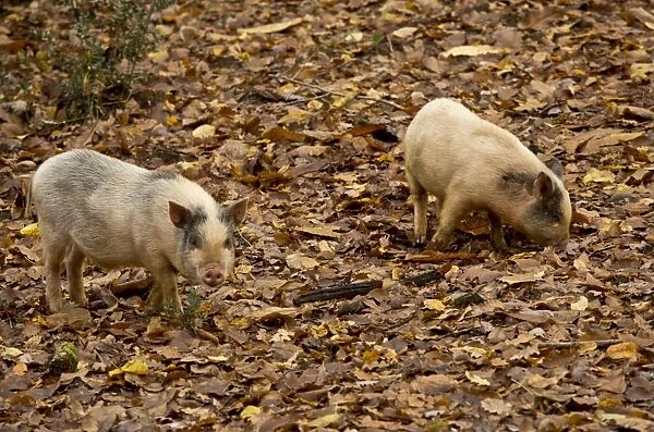 Domestic Pig, two piglets, foraging amongst leaf litter on floor of deciduous forest in autumn, Dordogne, France