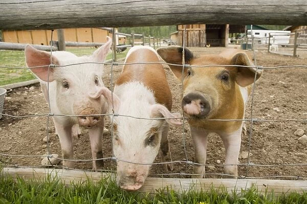 Domestic Pig, three piglets, standing beside wire fence in paddock, British Columbia, Canada, may