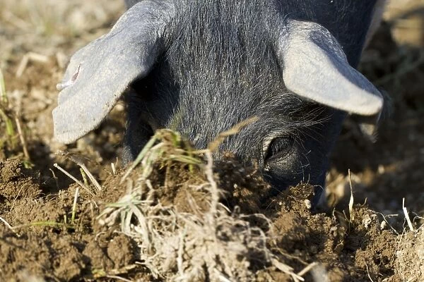 Domestic Pig, Saddleback, weaned piglet, close-up of head, rooting for food in field, Powys, Wales, March
