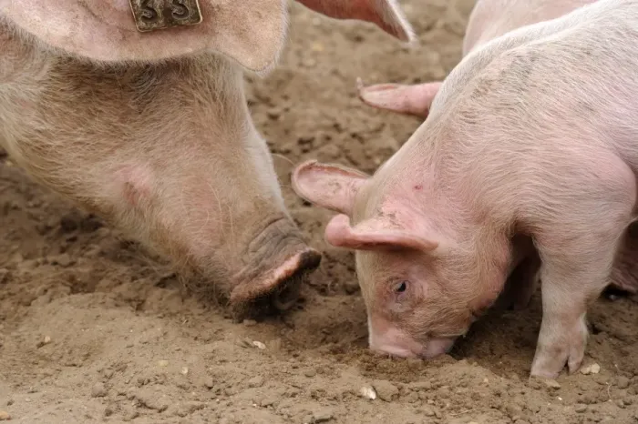 Framed Print : Domestic Pig, sow with piglets, close-up of heads, rooting in field on commercial freerange unit, Suffolk, England