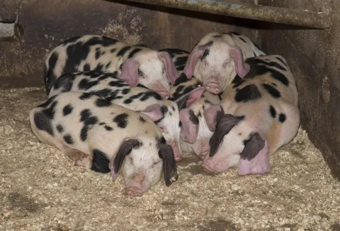 Framed Print : Domestic Pig, spotty piglets, sleeping on shavings, Burnley, Lancashire, England, August Framed Print : Domestic Pig, spotty piglets, sleeping on shavings, Burnley, Lancashire, England, August