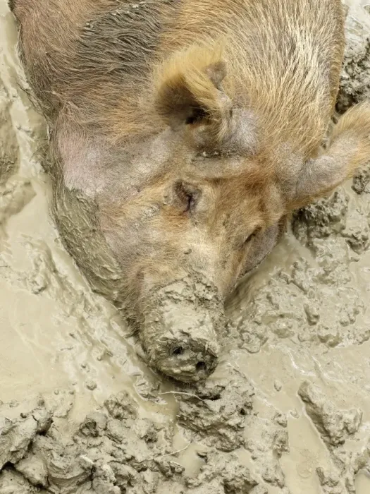 Framed Print : Domestic Pig, Tamworth, adult, close-up of head, wallowing in mud, Midlands, England, june Framed Print : Domestic Pig, Tamworth, adult, close-up of head, wallowing in mud, Midlands, England, june