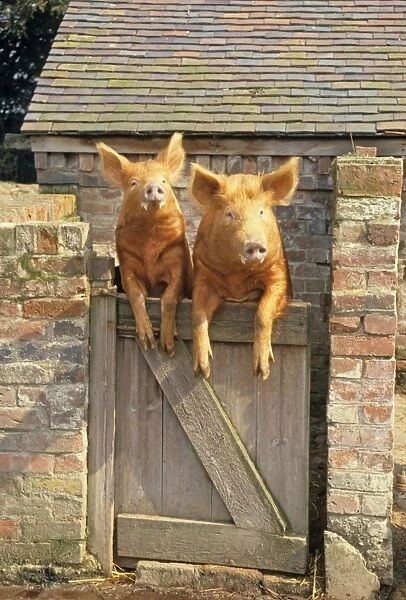 Domestic Pig, Tamworth, two boars, looking over sty door, England