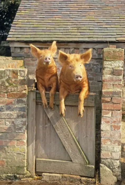 Framed Print : Domestic Pig, Tamworth, two boars, looking over sty door, England Framed Print : Domestic Pig, Tamworth, two boars, looking over sty door, England
