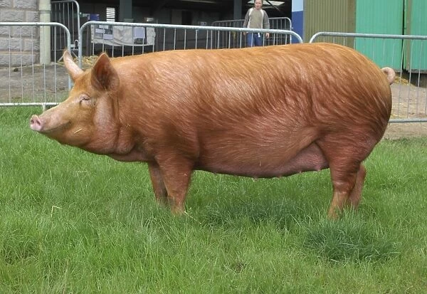 Domestic Pig, Tamworth gilt, Stoneymoor Golden Rose 6, show champion, Three Counties Show, England