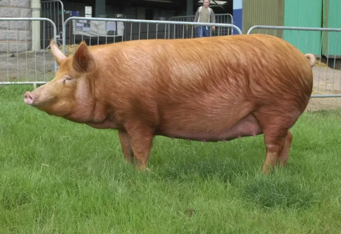 Framed Print : Domestic Pig, Tamworth gilt, Stoneymoor Golden Rose 6, show champion, Three Counties Show, England Framed Print : Domestic Pig, Tamworth gilt, Stoneymoor Golden Rose 6, show champion, Three Counties Show, England
