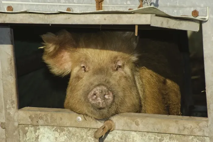 Framed Print : Domestic Pig, Tamworth sow, looking through hatch in arc, Cumbria, England, november Framed Print : Domestic Pig, Tamworth sow, looking through hatch in arc, Cumbria, England, november