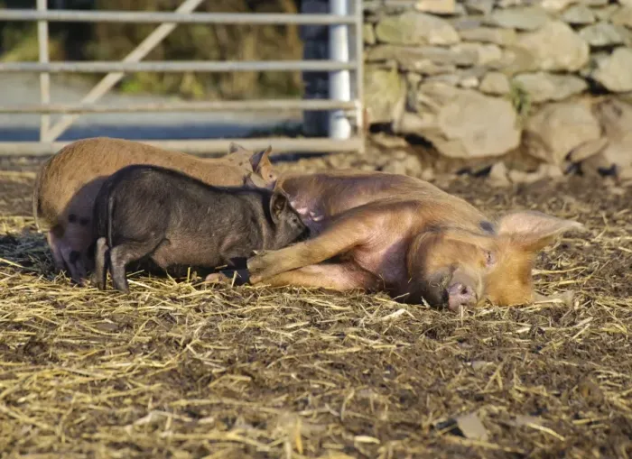 Framed Print : Domestic Pig, Tamworth sow, with Micro Pig (Vietnamese Pot-bellied x Tamworth) piglets suckling, Cumbria, England, november Framed Print : Domestic Pig, Tamworth sow, with Micro Pig (Vietnamese Pot-bellied x Tamworth) piglets suckling, Cumbria, England, november