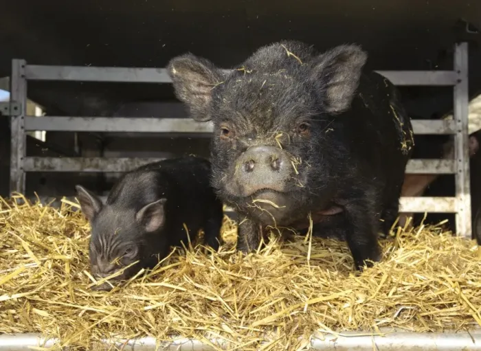 Framed Print : Domestic Pig, Vietnamese Pot-bellied Pig, sow with piglet, on straw bedding in trailer, Cumbria, England, november Framed Print : Domestic Pig, Vietnamese Pot-bellied Pig, sow with piglet, on straw bedding in trailer, Cumbria, England, november