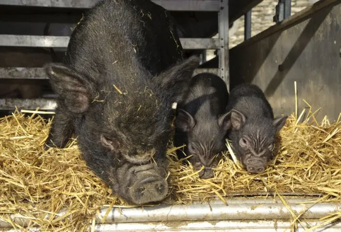 Framed Print : Domestic Pig, Vietnamese Pot-bellied Pig, sow with two piglets, on straw bedding in trailer, Cumbria, England, november Framed Print : Domestic Pig, Vietnamese Pot-bellied Pig, sow with two piglets, on straw bedding in trailer, Cumbria, England, november