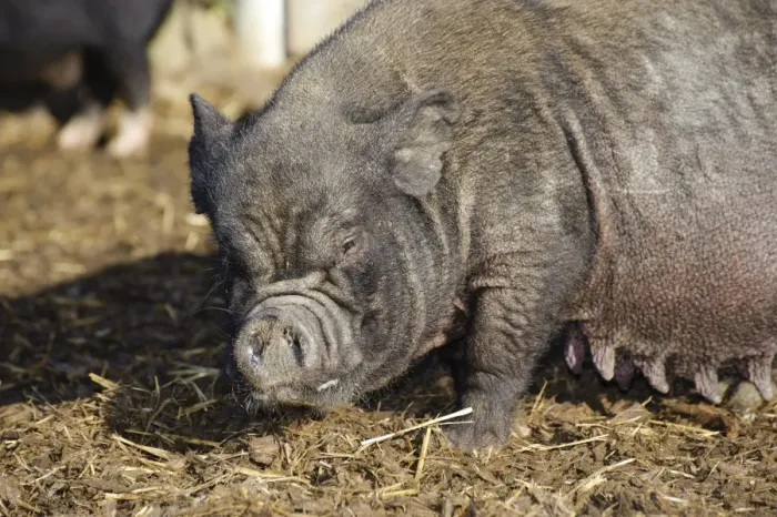 Framed Print : Domestic Pig, Vietnamese Pot-bellied Pig sow, close-up of head, Cumbria, England, november