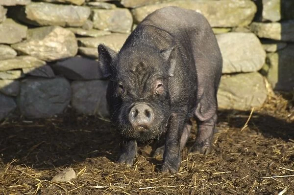Domestic Pig, Vietnamese Pot-bellied Pig sow, standing beside drystone wall, Cumbria, England, november