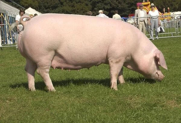 Domestic Pig, Welsh sow, supreme champion, Westmorland Show, England