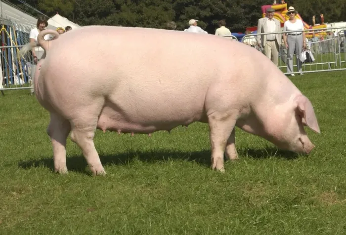 Framed Print : Domestic Pig, Welsh sow, supreme champion, Westmorland Show, England Framed Print : Domestic Pig, Welsh sow, supreme champion, Westmorland Show, England