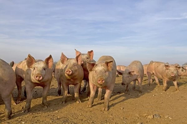 Domestic Pig, young, group in open field on commercial freerange unit, Norfolk, England, March
