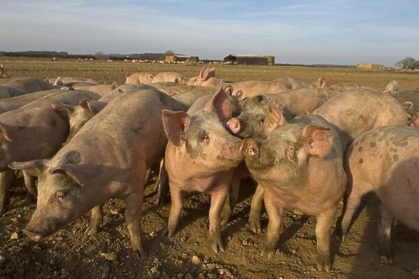 Domestic Pig, young, group in open field on commercial freerange unit, Norfolk, England, March