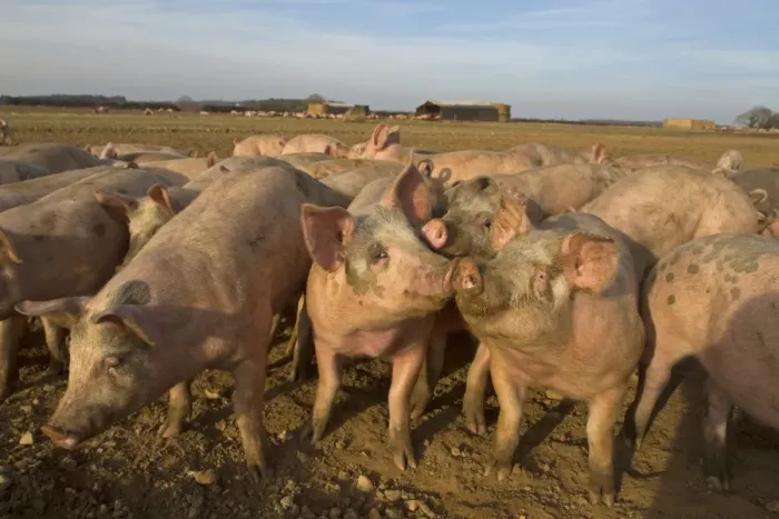 Framed Print : Domestic Pig, young, group in open field on commercial freerange unit, Norfolk, England, March