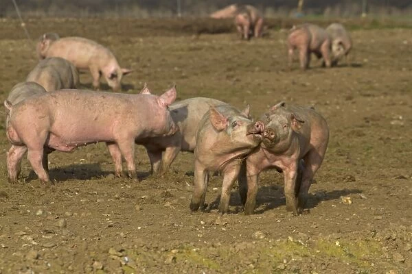 Domestic Pig, young, playfighting in open field on commercial freerange unit, Norfolk, England, March