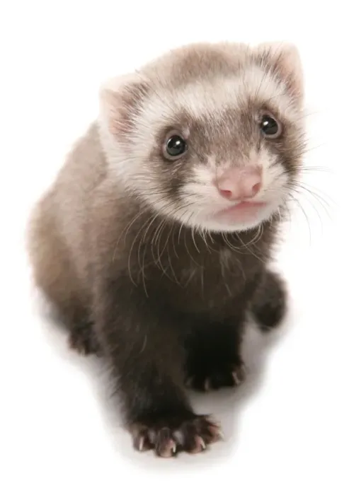 Framed Print : Domestic Polecat Ferret (Mustela putorius x putorius furo) young, sitting Framed Print : Domestic Polecat Ferret (Mustela putorius x putorius furo) young, sitting