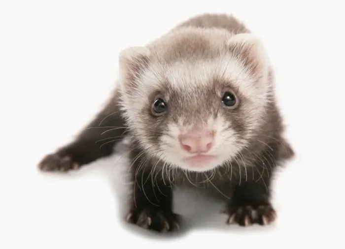Framed Print : Domestic Polecat Ferret (Mustela putorius x putorius furo) young, standing Framed Print : Domestic Polecat Ferret (Mustela putorius x putorius furo) young, standing