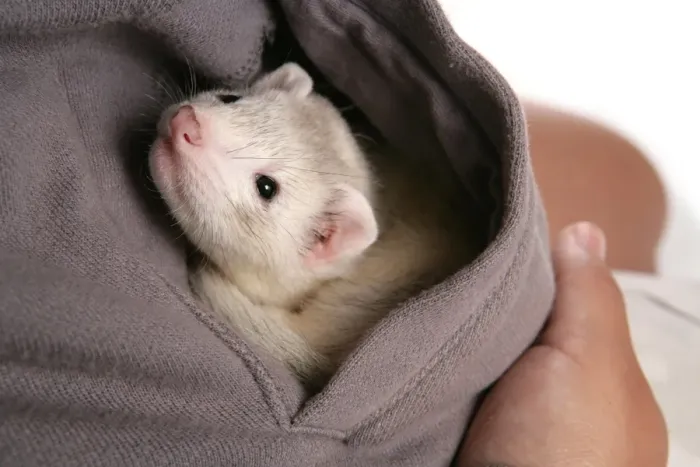 Framed Print : Domestic Polecat Ferret (Mustela putorius x putorius furo) young, in pocket of owner Framed Print : Domestic Polecat Ferret (Mustela putorius x putorius furo) young, in pocket of owner
