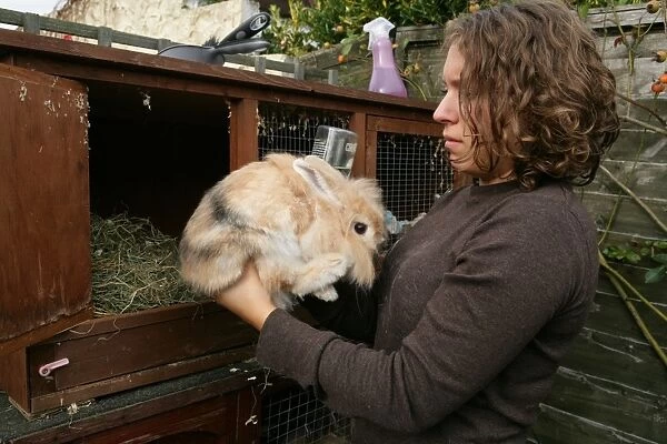 Domestic Rabbit, adult, held by owner outside hutch, England, october