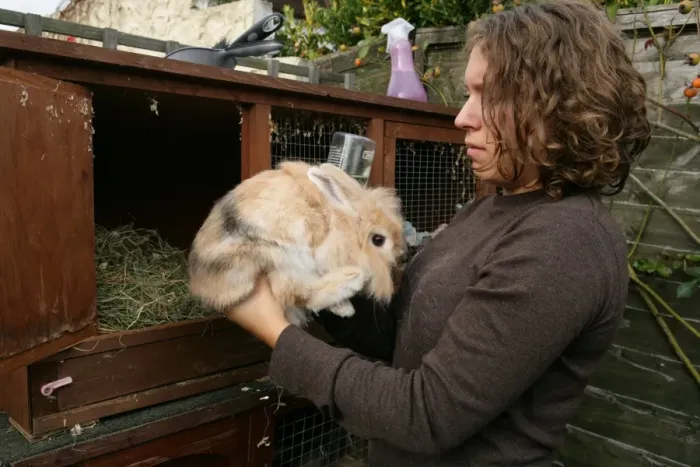 Framed Print : Domestic Rabbit, adult, held by owner outside hutch, England, october Framed Print : Domestic Rabbit, adult, held by owner outside hutch, England, october