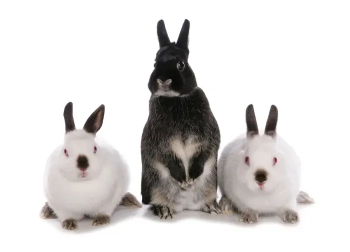 Framed Print : Domestic Rabbit, three adults, standing on hind legs and sitting Framed Print : Domestic Rabbit, three adults, standing on hind legs and sitting