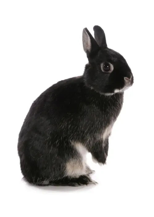 Framed Print : Domestic Rabbit, black dwarf, adult, standing on hind legs Framed Print : Domestic Rabbit, black dwarf, adult, standing on hind legs