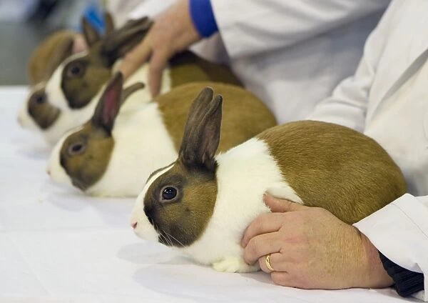 Domestic Rabbit, Dutch, adults, being judged at show, England, January