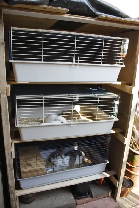 Framed Print : Domestic Rabbit and Guinea Pigs, adults, in outdoor cages under shelter, Suffolk, England, april Framed Print : Domestic Rabbit and Guinea Pigs, adults, in outdoor cages under shelter, Suffolk, England, april