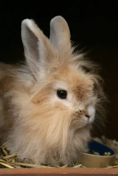 Framed Print : Domestic Rabbit, Lionhead, adult female, close-up of head, sitting in hutch beside food bowl, England, october Framed Print : Domestic Rabbit, Lionhead, adult female, close-up of head, sitting in hutch beside food bowl, England, october